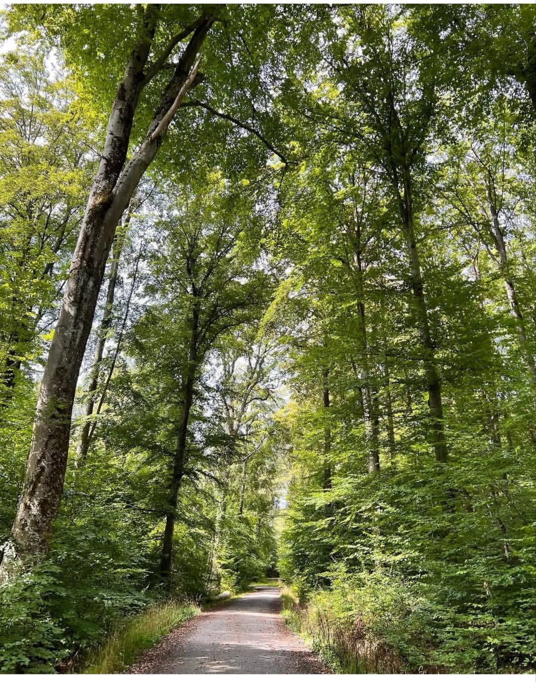 Trilha entre árvores altas em uma floresta iluminada pelo sol